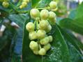 Syzygium aqueum